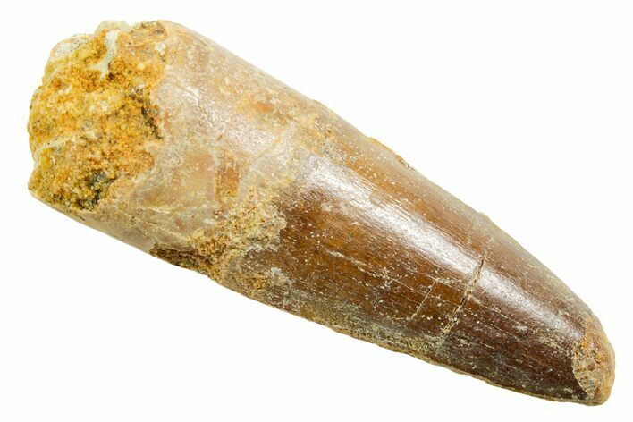 Fossil Spinosaurus Tooth - Feeding Worn Tooth #364202